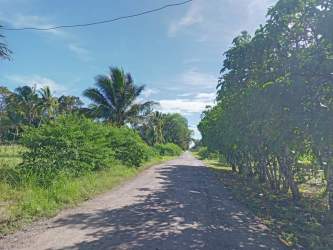 Palm Plantation Farmland with Road Access El Palmar Barú