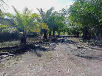Rural dirt track with tropical palm plantation and scenic natural surroundings