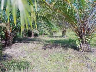 View of healthy oil palm plantation on sunlit fertile farmland in El Palmar Barú