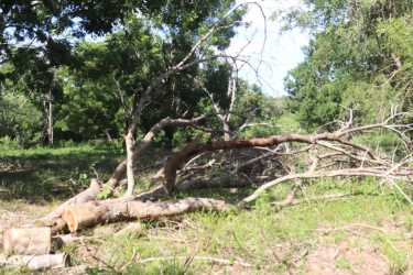 Forested land plot for countryside residence or farm near Chitré Herrera