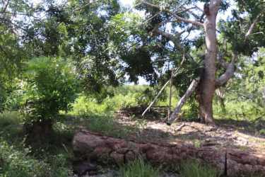 Open pasture bordered by trees perfect for residential estate or agriculture in Parita