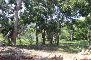 Large irregular residential land parcel with trees and open fields in Parita Herrera