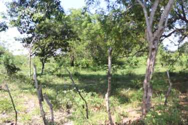 Mature trees and dense greenery ideal for estate development Parita Herrera