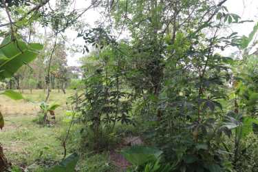 Countryside Home with Farm Land in Boquerón Chiriquí