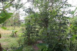 House with land for Sale in Dolega - 2 bedrooms