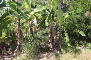 Land for Sale in Parita - 0 bedrooms