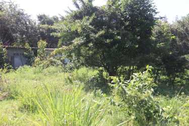 Dense greenery, small shed visible, country lot Parita Panama