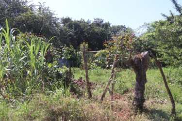 Dense natural foliage, wooden fence on countryside lot Herrera Panama