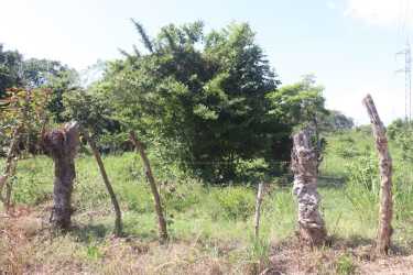 Wooden fence posts around green grassy lot with trees and blue sky in Parita Herrera Panama