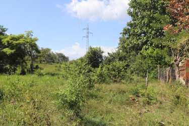 Overgrown grass and trees with visible fence and power infrastructure near Parita Herrera Panama