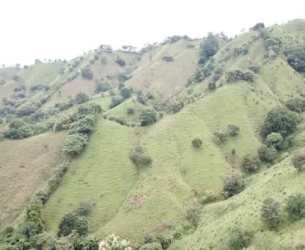 Rural agricultural land with natural creek, lush greenery, mature trees in Los Santos Panama
