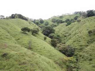 Agricultural land for Sale in Llano de Piedras - 0 bedrooms