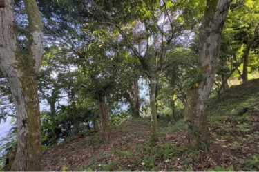 Wooded hillside land plot facing water in Escobal Colón with dense greenery