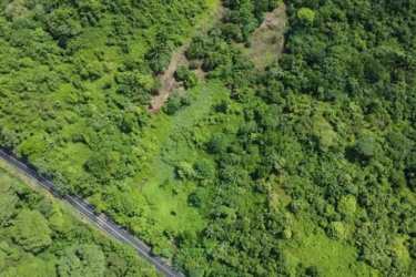 Aerial of dense green forest landscape adjoining Caribbean ocean in Colón Panama