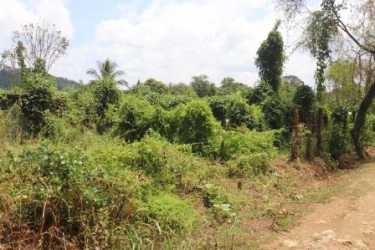 Vacant flat land with green vegetation trees and hills background in Bugaba Chiriquí Panama