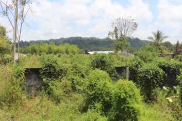 Overgrown plot with vegetation trees mountain in background in Bugaba Chiriquí Panama
