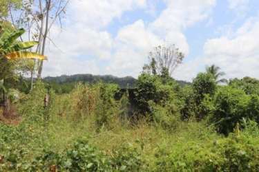 Undeveloped plot with dense shrubs trees under clear sky in Bugaba Panama