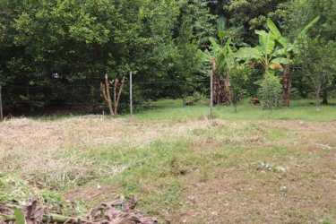 Sunny tropical land parcel with fence, overgrown plants and rural charm Chupampa Santa Maria Panama