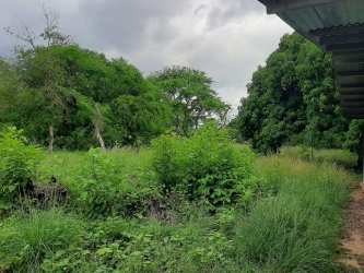 Vacant fenced countryside lot with dense green vegetation and mature trees