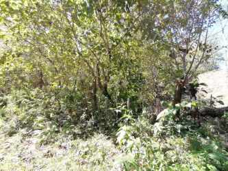Hilly natural terrain covered with grass and trees in agricultural estate Panama
