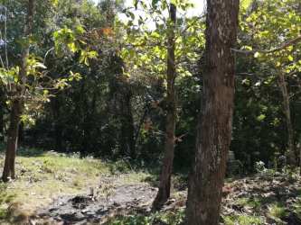 Dense foliage and trees on uncultivated farmland Veraguas Panama