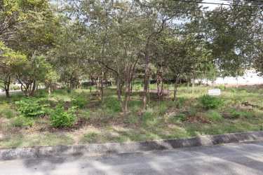 Flat corner lot with roadside access mature trees Nueva Gorgona Chame Panama