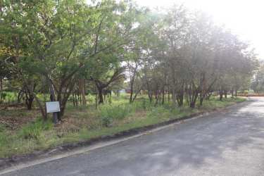 Wooded vacant countryside lot with mature trees and grass in Nueva Gorgona Chame Panama