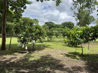 Natural orchard with fruit trees and mature landscaping in Proyecto Terra Viva Coronado