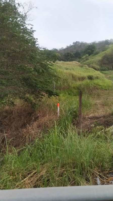 Survey boundary post with overgrown grass and natural vegetation on 1-hectare Transistmica frontage land Las Cumbres Panama