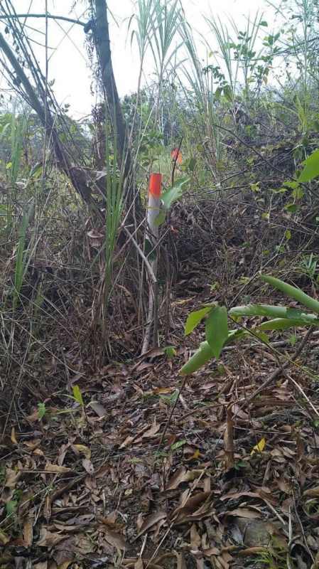 Natural terrain unbuilt land with boundary post Las Cumbres Panama 10,000m² for sale