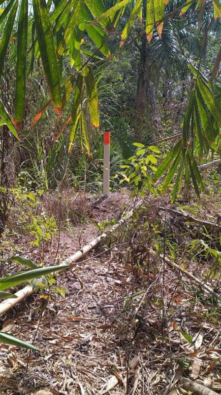 Boundary survey post surrounded by dense vegetation on edge of 1 hectare Transistmica lot Panama City