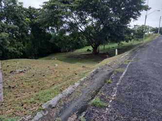 Vacant grassy lot beside a paved road with mature trees Valle Los Lirios Panama