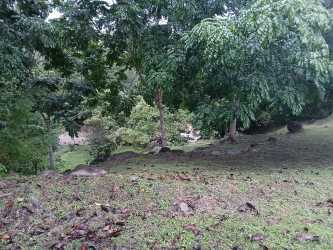Wooded mountain slope landscape with large mature trees Valle Los Lirios Panama