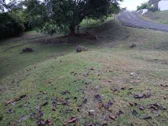 Grassy sloped yard with large tree and paved driveway Valle Los Lirios Panama