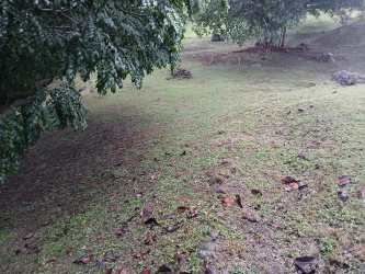 Grassy yard with trees Valle Los Lirios countryside Panama
