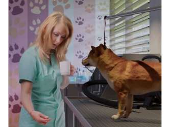 Pet grooming salon with modern decor at PH MidTower Panama