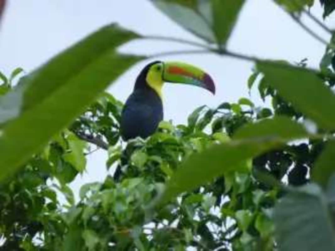 Wild toucan among dense green foliage in Albrook garden Panama