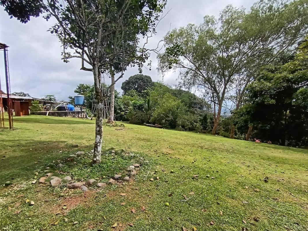 Wooded mature trees with moss on ground farm land Pedregal Tocumen Panama