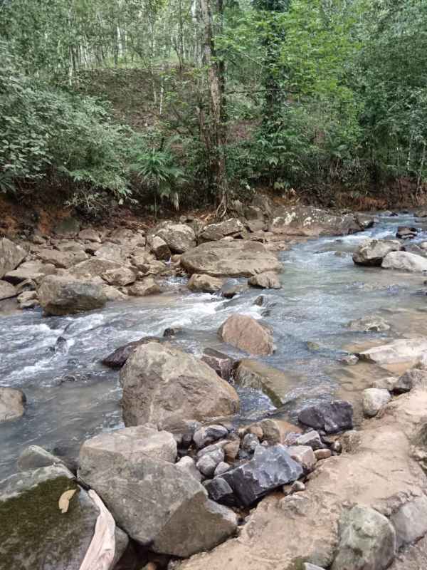 Orchard zone with tropical fruit trees and dense greenery on 27 hectare farm Pedregal