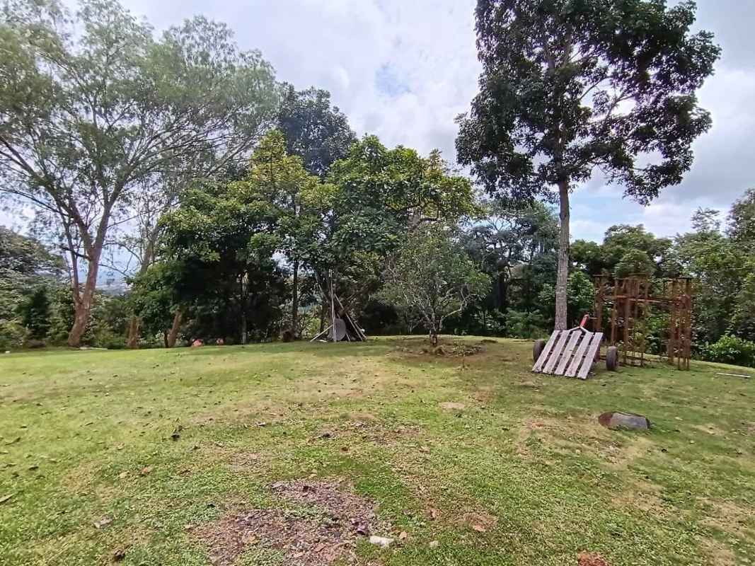 Open grassy farmyard with scattered mature trees for sale Panama