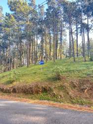 Wooded roadside view with slope and pine trees inside Altos del María community