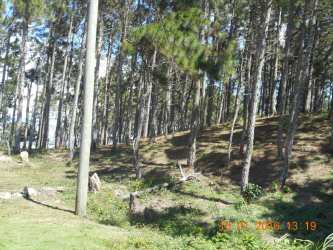 Tall pine and native trees on sloped mountain terrain Altos del María