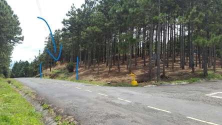 Dense wooded lot with pine and tropical trees in Altos del María Panama