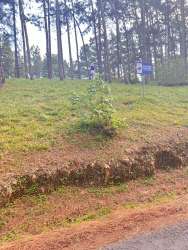 Wooded sloped lot with pine trees overlooking forest valley in Panama