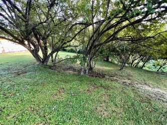 Natural shaded land area with mature tropical trees Colinas del Mar Panama