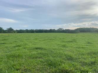 111 Hectare Cattle Ranch & Dairy Farm Mariato Veraguas