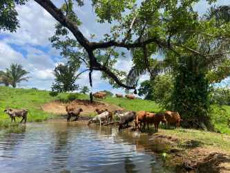 Dairy cows on large green field Panama ranch investment for sale