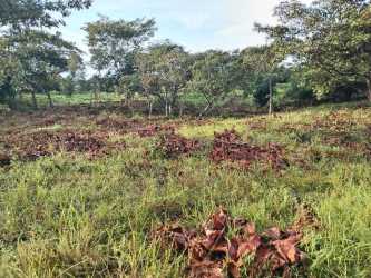 Mature forest with dense vegetation ideal for eco-preserve in Pixvae Veraguas