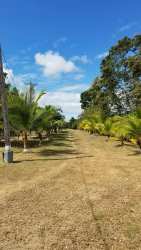 Banana trees and green lush landscape on estate for sale near Rio Hato Panama