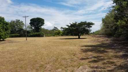Spacious open field with mature trees Rio Hato Panama development land for sale